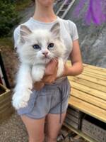 Ragdoll kattunge 