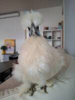 hna  Chicken
