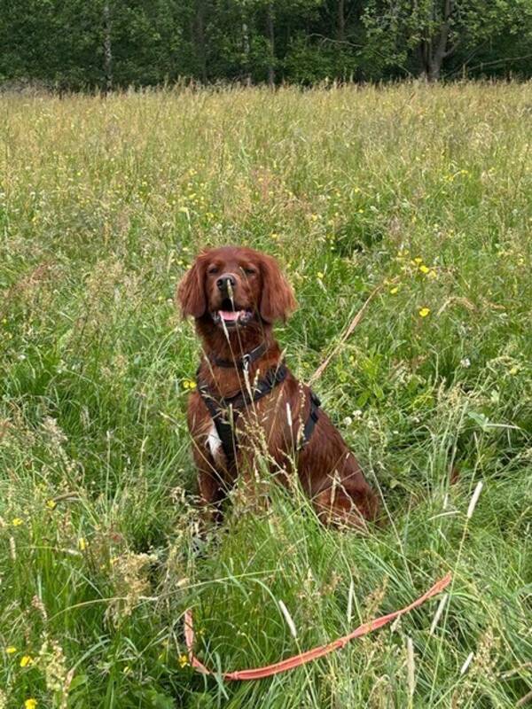 Hund - Irsk setter  Hund - Irsk setter