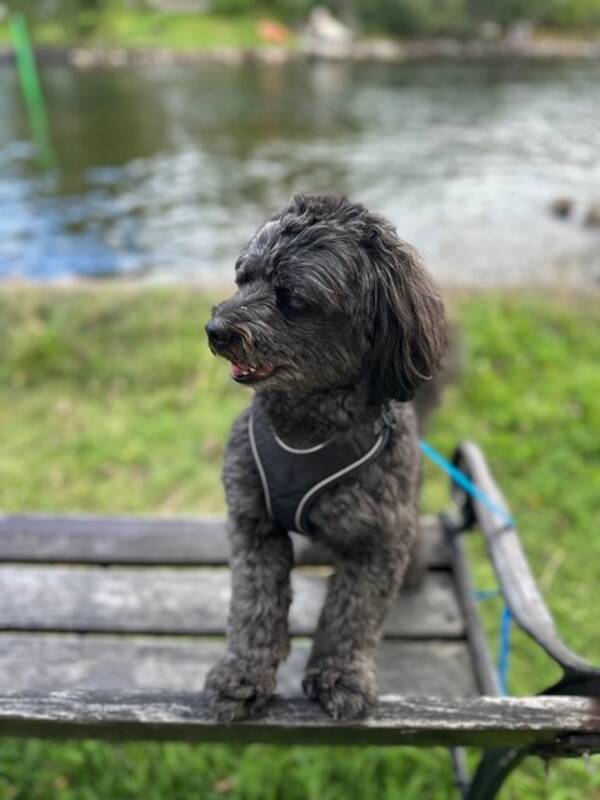 Hund - Tibblapoo blandras Sixten