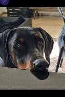 Dobermann Qross  Dobermann Qross