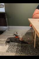 Italienaren Nano Italienaren Nano