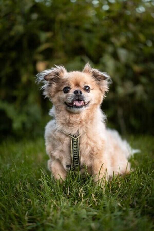 Hund - Blandrasen Tage
