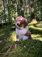 Valp, Miniature american shepherd  Valp, Miniature american shepherd