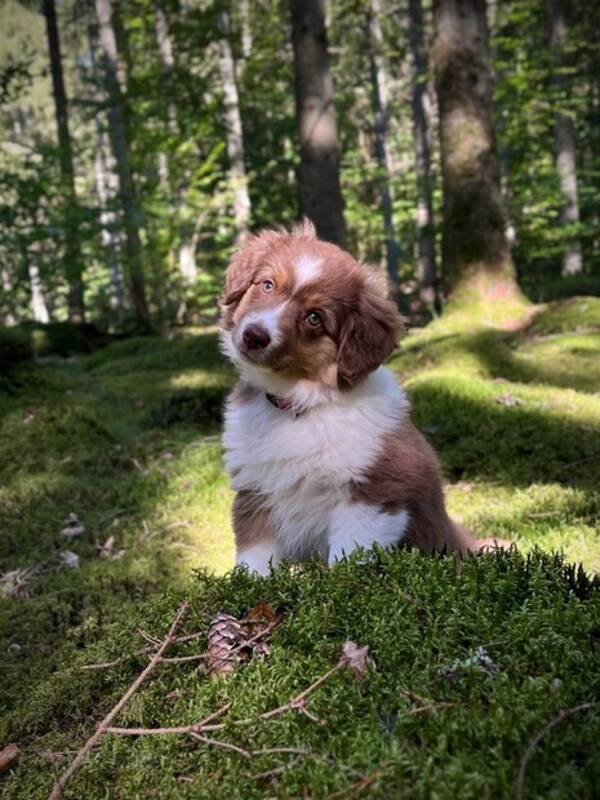 Hund - Valp, Miniature american shepherd  Hund - Valp, Miniature american shepherd