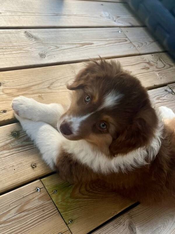 Hund - Valp, Miniature american shepherd  Hund - Valp, Miniature american shepherd