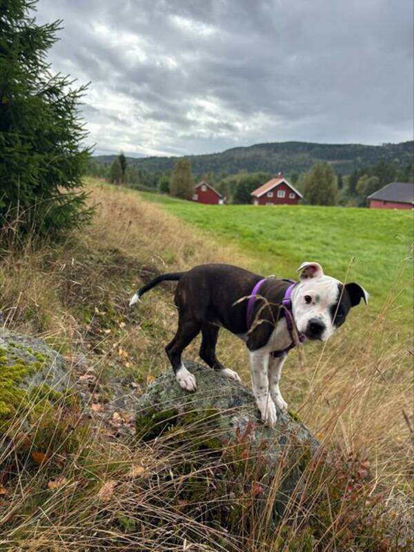 Hund - Staffen Nora