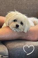 Malteser Louie