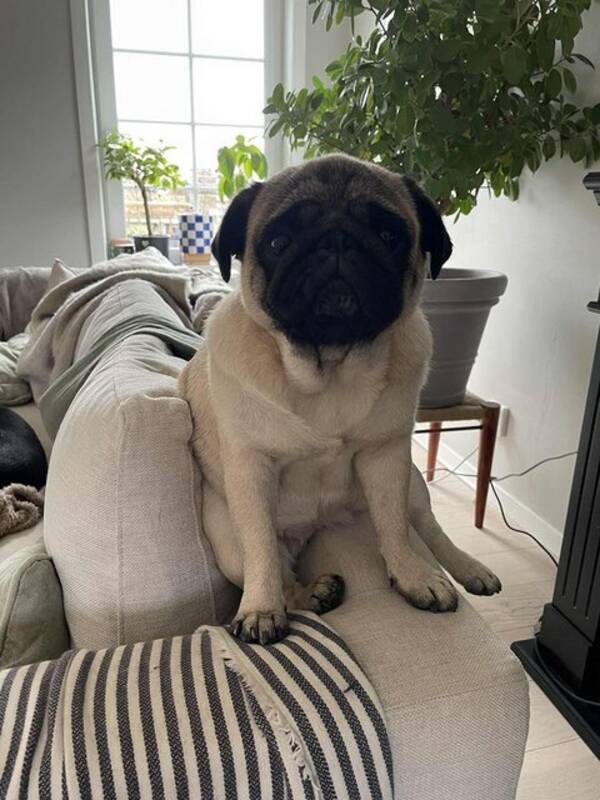 Hund