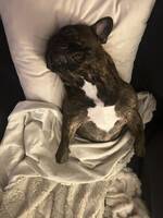 Fransk bulldogg - Herman 2år Fransk bulldogg - Herman 2år