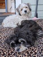 Rampete valper Rampete valper