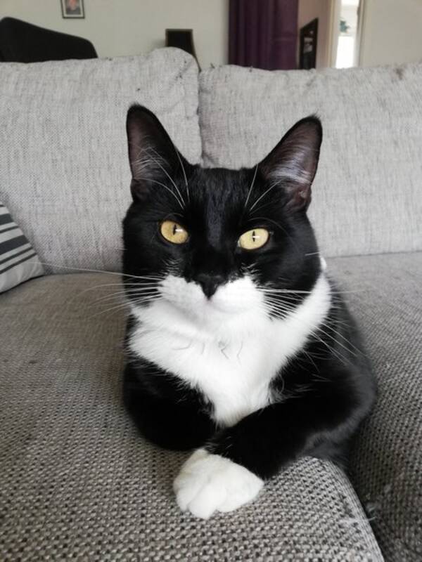 Katt - Dustin