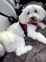 Bijon havaneisen Zingo Bijon havaneisen Zingo