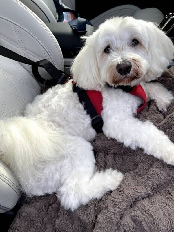 Hund - Bijon havaneisen Zingo