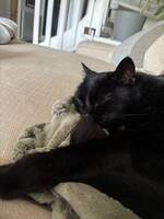 Katten Lakritz