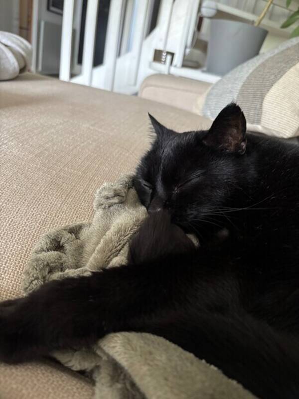 Katt - Katten Lakritz