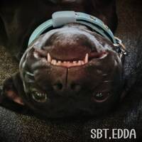 Staffen Edda