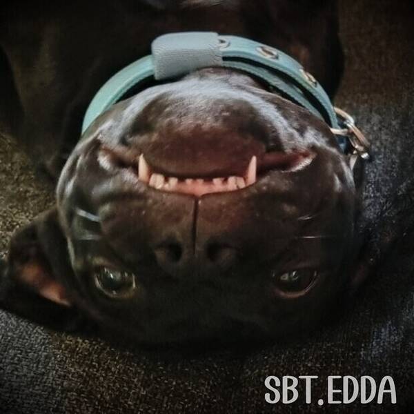 Hund - Staffen Edda