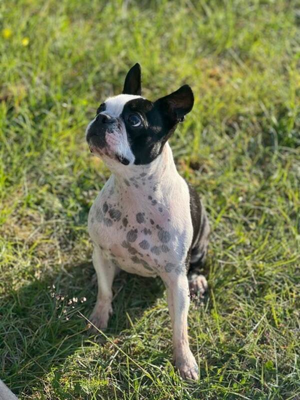 Hund - Bostonterriern Glennti