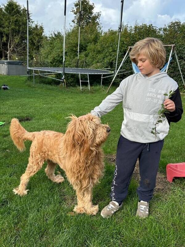 Hund - Goldendoodle 