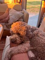Lagotto Romangolo