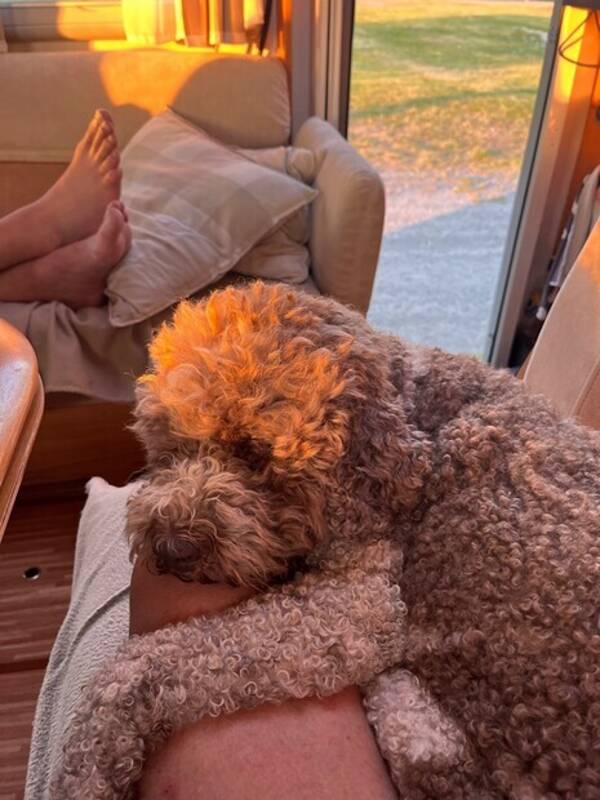 Hund - Lagotto Romangolo