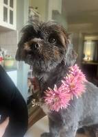 Shih Thun Elsa