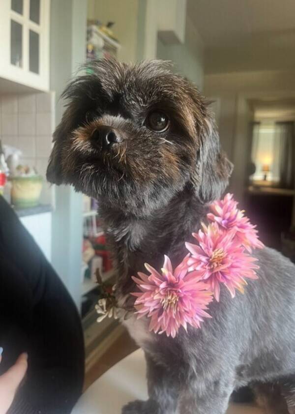 Hund - Shih Thun Elsa