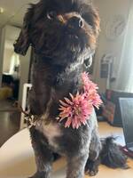 Shih tzun Elsa  Shih tzun Elsa