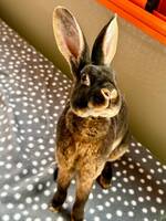 Rexkaninen Lotus Rexkaninen Lotus