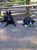 Bordercollie ,schäfertik  Bordercollie ,schäfertik