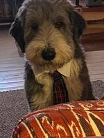 Beardie Collie Ivar  Beardie Collie Ivar