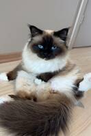 Hellig Birma som heter Sol Hellig Birma som heter Sol