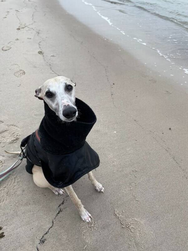 Hund - Alve, whippet