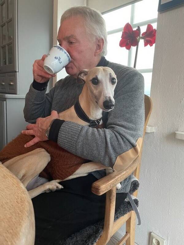 Hund - Alve, whippet