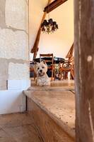 Eddie westie 