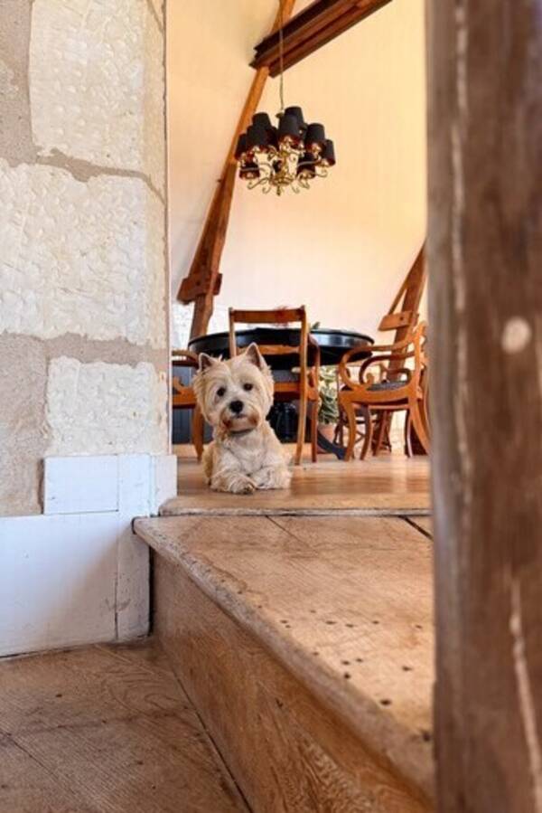 Hund - Eddie westie 