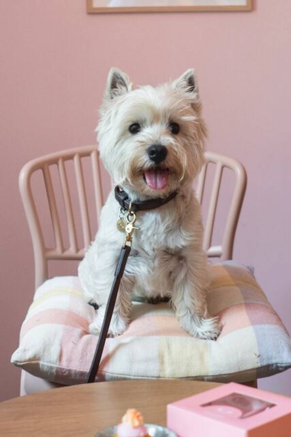 Hund - Eddie westie 