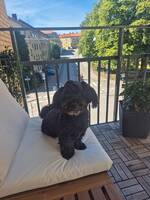Winston 