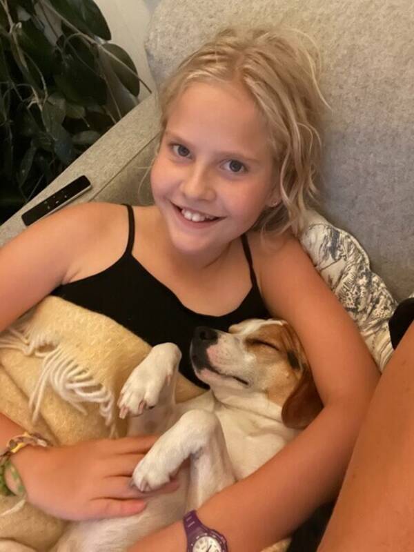 Hund - Dansk svensk grdshund,