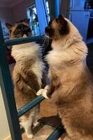 Ragdollen Moses  Ragdollen Moses