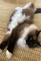 Ragdoll, Moses