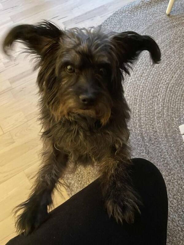 Hund - Billy