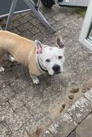 Pitbull