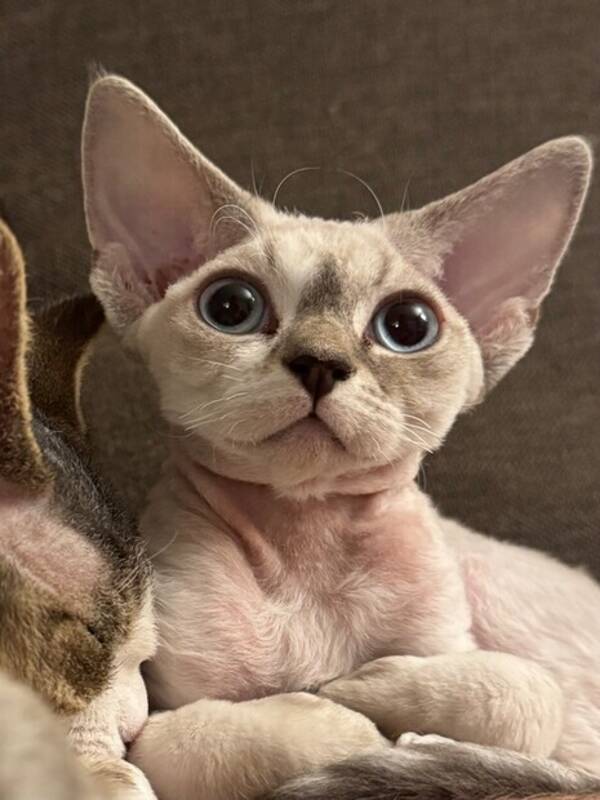 Katt - Devon Rex, Sigrid Katt - Devon Rex, Sigrid