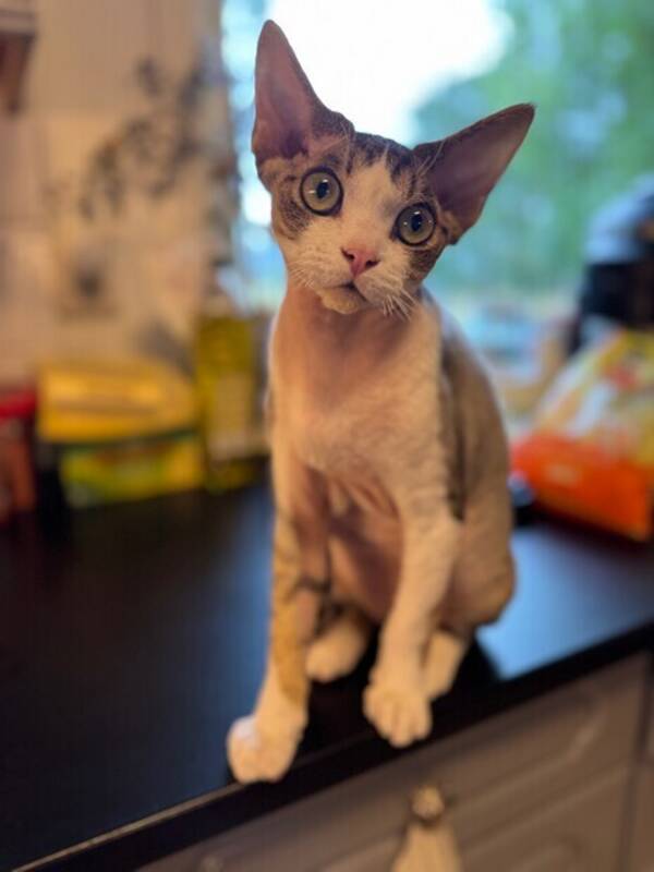 Katt - Devon Rex, Sigurd Katt - Devon Rex, Sigurd