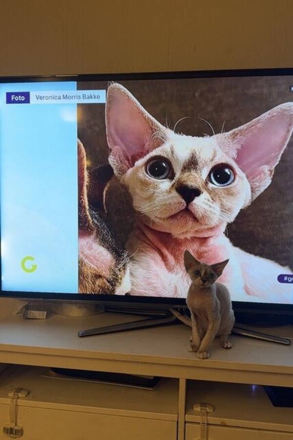 Katt - Devon Rex, Sigrid Katt - Devon Rex, Sigrid