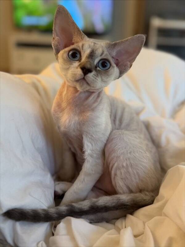 Katt - Devon Rex, Sigrid Katt - Devon Rex, Sigrid
