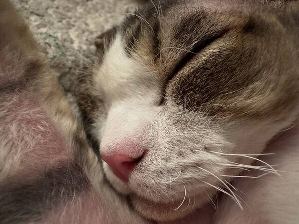 Katt - Devon Rex, Sigurd