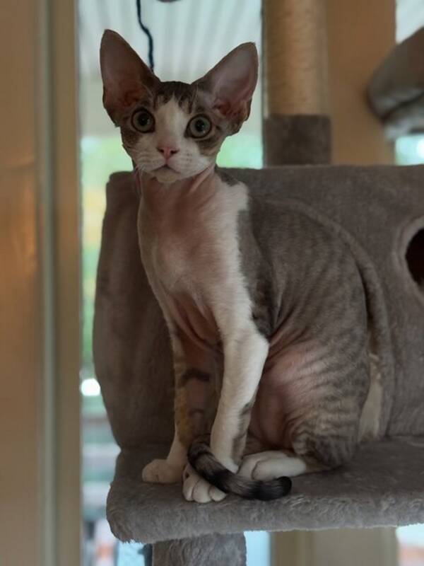Katt - Devon Rex, Sigurd
